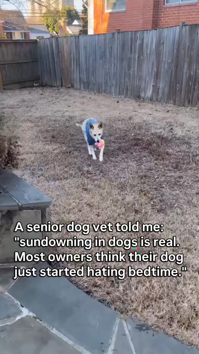 It starts in the evenings.
The dog who was calm all day becomes restless.
They pace. They whine. They can't settle.
They seem anxious about nothing.
They wake through the night.
And the owner thinks: they need more exercise. Or they're in pain. Or they just decided bedtime is a problem now.
But evening restlessness and nighttime waking in senior dogs is often sundowning.
The same phenomenon that affects people with cognitive decline.
As the light fades, the brain's ability to orient itself decreases.
The familiar becomes less certain.
The routine that usually anchors them stops feeling like enough.
It is not behavioral.
It is neurological.
And there are things that help.
Keeping evenings calm and predictable. Nightlights for orientation. Melatonin under vet guidance.
If your senior dog has become a different dog after dark, that is worth a conversation with your vet.
Follow for senior dog guidance that takes the nights seriously.