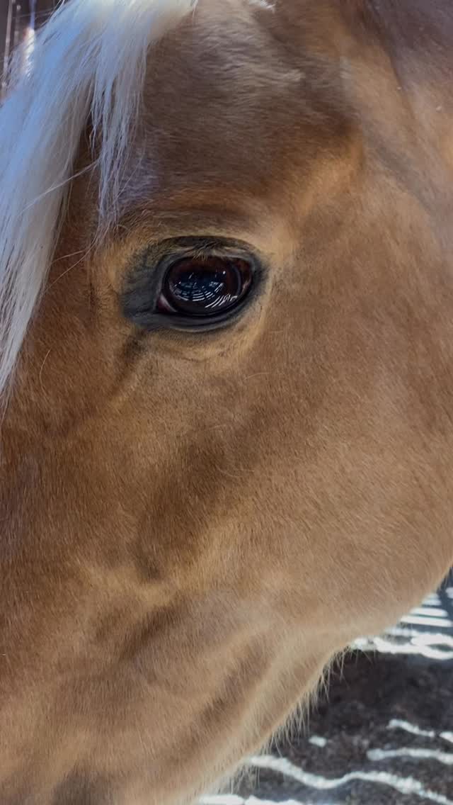 Dive deep into the world of horses and healing with our online course: Healing with horses
I will teach you everything you need to know, do and practice to help horses heal and to deepen your connection and understanding in your unique way!
You find all info at: www.bestable.nl