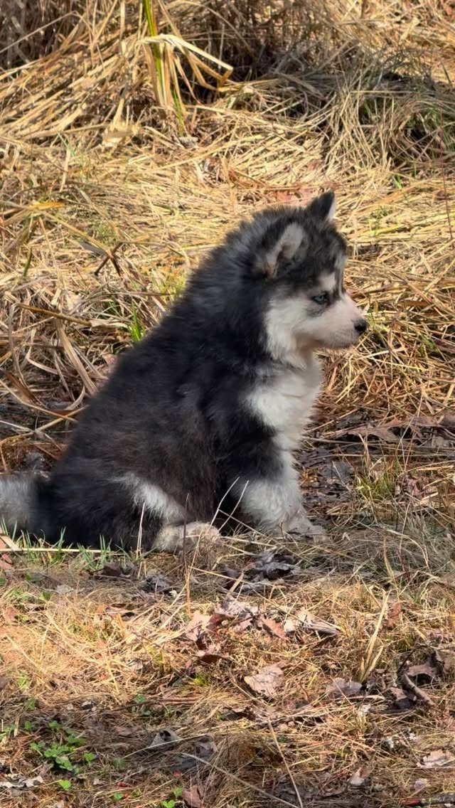 Such a well built kiddo!❤️#pomskypuppy#huskymix#puppy#puppydog#familydog
