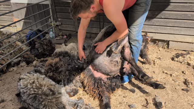 It's been the annual hair cut day for the sheep today. And the start of the wool processing journey to fibre and beyond. I was organised enough to skirt most of the fleeces as they were sheared. I'm keeping a few back to process myself and the rest will go off to be processed and spun.
As a reward for everyone's good behaviour they are going to new fields with plenty of grass (for the time being).
#britishwool #rarebreedsheep #leicesterlongwool #simpleliving #hobbyfarm