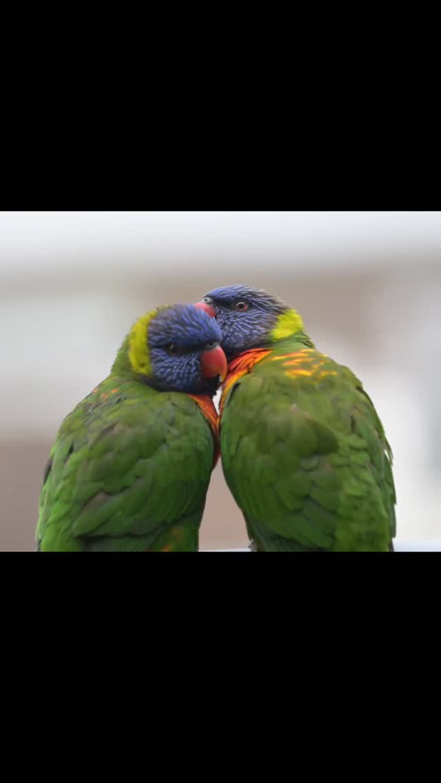 Rainbow lorikeets ...Sometimes you need help getting with hard to reach areas
@aneyefordetails
#bird #birds #birdphotography #birdsofinstagram#animalsofinstagram wildlifeofinstagram wildlifephotography nature naturephotography wild_perfection wildlifeaddicts nikon nikonaustralia planetearth nationalgeographic australiangeographic tourismaustralia sydneyfish