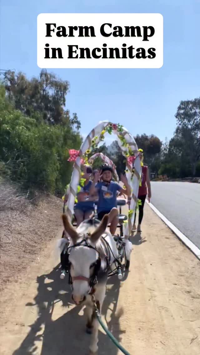 FARM CAMP has openings for your animal lover. Campers care for and learn about our horses, donkeys, llamas, goats, chickens, turkeys, ducks, and a very sassy pig — all on our family farm in Encinitas, California. Small groups, 3:1 camper to council ratio, nourishing environment with gardening, fruit,-picking, crafting, singing, and friend-making outdoors, live, unplugged, in nature.
.
We host daily sessions from 9 AM to 2 PM with an optional AfterCare add-on.
Family run with 15 years of five star reviews in Encinitas, California.
.
Sign up today at SugarSweetFarm.com
.
#farmcamp #familyfarm #encinitaslife #kidscamps #farmanimals
