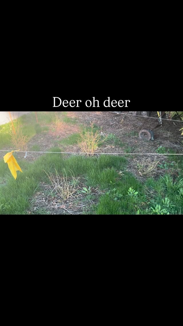 I realized deer found by blueberry bushes I put in last fall, so let’s see if I can deter them from nibbling any more. 😂