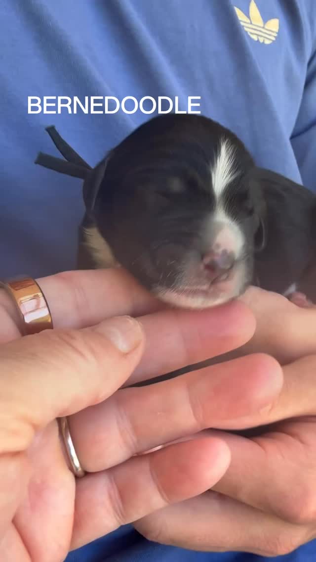 Introducing our woodland inspired beauties! Meet Bear, Moose, Buck, Woody, Timber, Cubby, Foxy, Cricket, Fern, Fawn & Lynx! Born 5/7/26 & doing so well!! #bernedoodlesofinstagram #bernedoodle #bernedoodlepuppies #bernedoodlepuppy