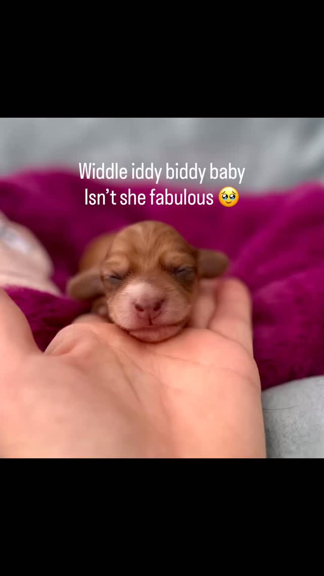 One of Rogues perfect wee babies #minidachshund #miniaturedachshund #creamdachshund #creamdachshundsofinstagram