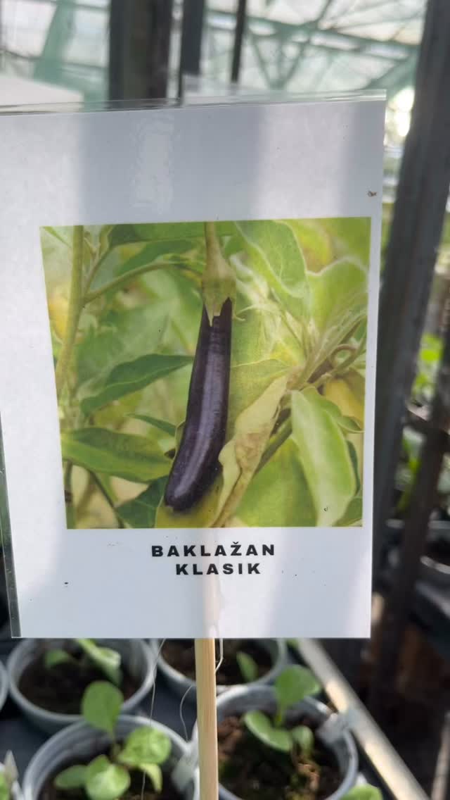 BAKLAŽÁN: KRÁĽ ZÁHRADY JE TU! 🍆👑
Okrem našich 80 druhov paradajok u nás nájdete aj poriadne priesady baklažánu. Prečo ho mať doma?
• V kuchyni čaruje: Od nátierok (Baba Ganoush) až po poriadnu grilovačku.
• Zdravá bomba: Plný antioxidantov a vlákniny.
• Nenáročný frajer: V skleníku či na slnečnom balkóne sa mu darí výborne.
Príďte si po tie svoje, kým sú! 🛒🌱
📍 STREDA: 16:00 – 19:00 (po práci)
📍 SOBOTA: 10:00 – 18:00
Vidíme sa v skleníku! 👋#priesady #zelenina #lokalne #sklenik #zahradka
