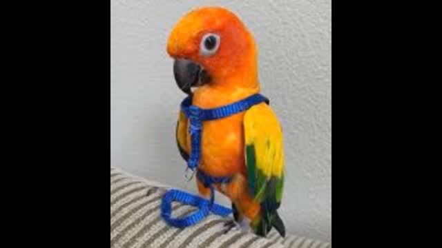 DANGERS OF A BIRD HARNESS
Not conure-related, but just had to share. Just earned my karma points for the rest of the year. A young four-year-old blue and gold macaw escaped its owner on a leash and harness after being spooked. After the electricity company, tree loppers, and a host of all good people tried to retrieve her from the power poles to tall gums, it got away from the tree lopper at the last second, and we thought all was lost as it flew off. Then, as I was doing the birds' waters in my backyard, right on dark, I heard the commotion of local birds harassing something over my fence. Sure enough, it was the blue and gold in the top of a gum tree. I could see the lead hanging down and thought that if I put a coat hanger with a small hook on it, I might be able to twist it around the lead. First try, it spun off. Second try, I wrapped it right up to the bird and harness, hoping I could then just lower the link stick with said bird. "Nope". She headed for the sky, and I was suddenly sky fishing a golden macaw gently down to my wife from the top of my son's cubby house. The old fella got his baby back, and I felt good after all the bad news. "Finally, some good news!!". So happy she's back with the owner.