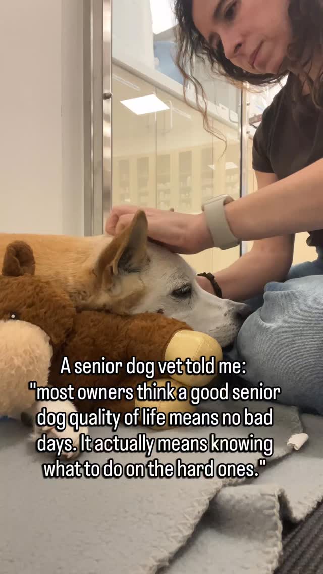 There will be hard days.
A morning where they can't get up the way they usually do.
A walk that ends earlier than expected.
A night that is restless for both of you.
Most owners brace for those days like they mean everything is getting worse.
But hard days in senior dogs are not always a direction.
Sometimes they are just a hard day.
The question is not whether the hard days happen.
It is whether the good days still outnumber them.
Whether they still find things worth getting up for.
Whether the tail still moves when you walk in.
Whether they still search for you when the house gets quiet.
That is quality of life.
Not the absence of hard days.
The presence of enough good ones.
And knowing what to do on the hard ones so the good ones have more room.
Follow for honest, vet-guided senior dog support through every kind of day.