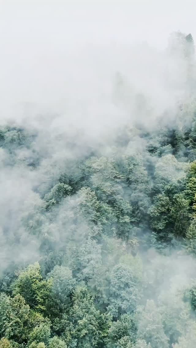 Something about the fog makes nature feel softer, quieter, and a little more mysterious.
A reminder to slow down, breathe deep, and let the moment find you.
#nature #pnw #fog #outdoorsy #serene