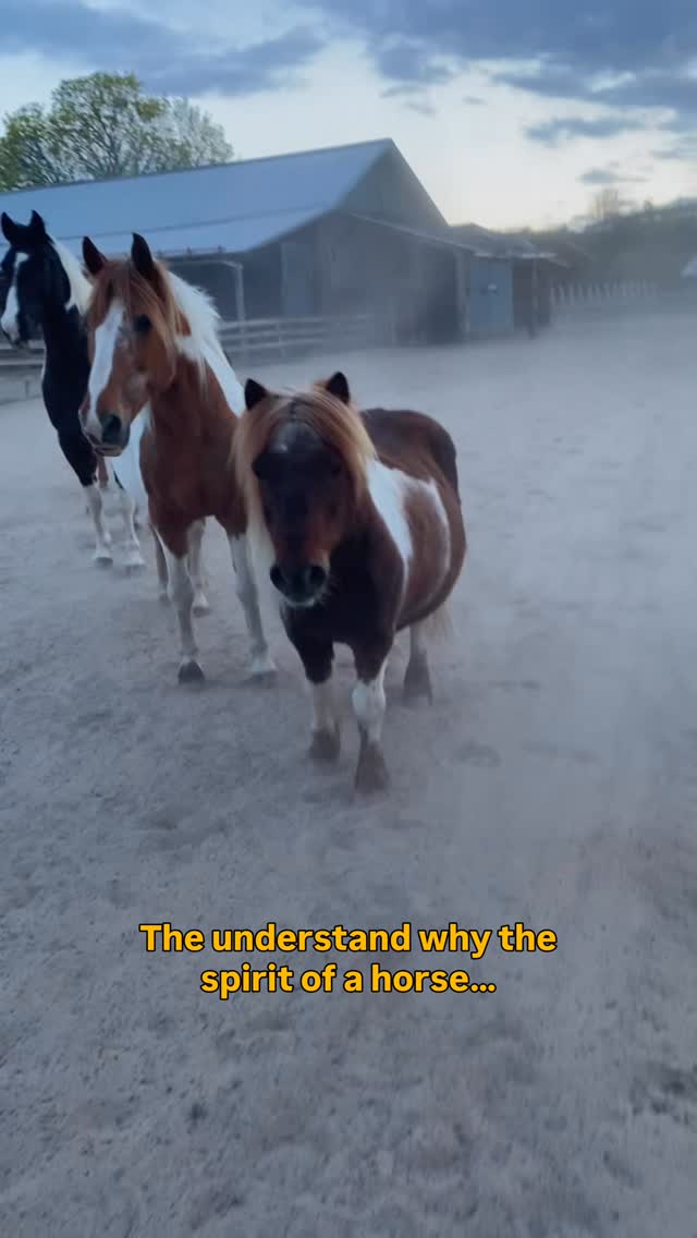 𝗘𝘃𝗲𝗿𝘆 𝗵𝗼𝗿𝘀𝗲 𝗵𝗮𝘀 𝗮 𝗯𝗹𝘂𝗲𝗽𝗿𝗶𝗻𝘁.
And it holds the key to their health, behavior and happiness. Sadly most people were only taught to see the surface level of behaviour causing disconnection and problems along the way.
Every form of behaviour is:
- your horse either thriving or trying to cope
- their body feeling safe or trying to regulate
- communication
In Traditional Chinese medicine, everything in nature moves through five elements: water, wood, fire, earth and metal. These are not just concepts, they are living patterns that shape how your horse:
• behaves
• feels
• is wired
• connects and interacts
Your horse’s energy moves trough a specific energetic blueprint. Understanding this pattern is the key to:
→ understanding behaviour
→ confidence and joy in training
→ a deeper and harmonious connection
I opened a small Instagram presale for my
5 Elements course that will be available April 15.
If you’re ready to start understanding horses better:
comment READY and I’ll send you the details 💫