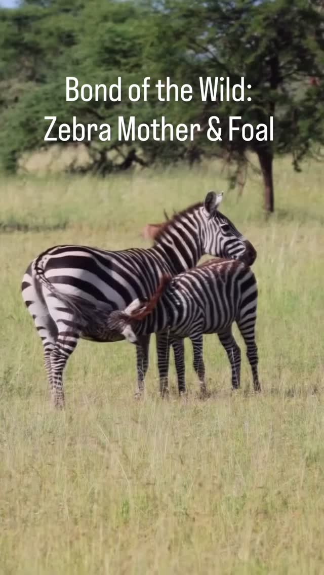 Bond of the Wild: Zebra Mother & Foal
A tender safari moment in Tanzania — a young Plains Zebra nursing from its mother.
In the wild, this quiet moment is full of meaning. The foal stays close, feeding and learning, while the mother stands alert to protect it from danger. It’s a beautiful display of care, trust, and survival.
Scenes like this are common in open areas of Serengeti National Park and Ngorongoro Crater, where life continues naturally every day.
📸 Heartwarming wildlife moment
🌿 See the bond between mother and young
🦓 A true story of life in the wild
✨ Experience real safari moments in Tanzania!
📲 https://wa.me/255744391567
🌍 www.meilleurtours.com
📧 meilleurtours@gmail.com
#MeilleurTours #TanzaniaSafari #WildlifeExperience #NatureLovers #ExploreTanzania