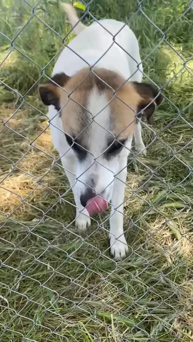 Beautiful mama 🥹🥹
This sweetheart is now available for adoption! Please share ♥️
#donate #rescuedogs #adoptdontshop #hopeforanimals #comment