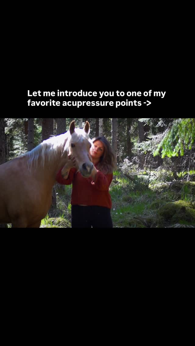 Let me introduce you to one of my favorite acupressure points for horses: GV26 ✨
This small point is located beneath the upper lip, on the gumline, and is traditionally used when a horse is in stress, shock, panic or overwhelm. But to me, this point can be the doorway to connect and gently speak to the body.
Best used from the outside if you are not trained or educated.
With soft, steady pressure, GV26 can help the horse come back from survival, back into breath, back into the body, back into connection. Not by forcing calm, but by offering a clear, quiet signal: I am here with you. You are safe enough now. You can return. ❤️🙏
Want to learn more? Join our online course Healing with horses -> www.bestable.nl