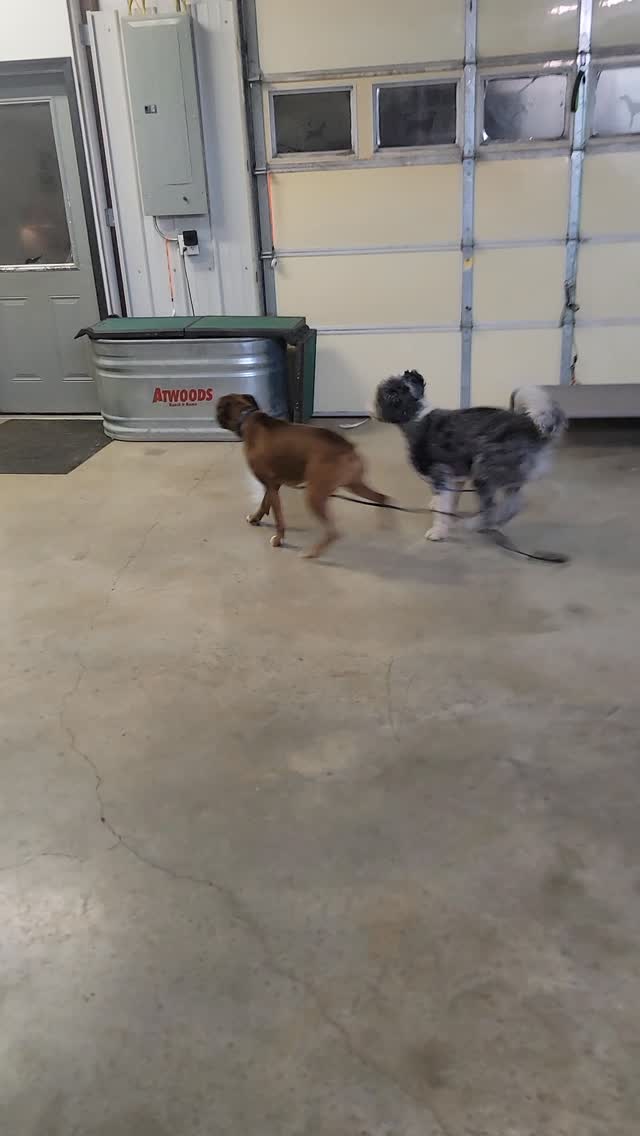 Maisie and Anchor have a great time together!