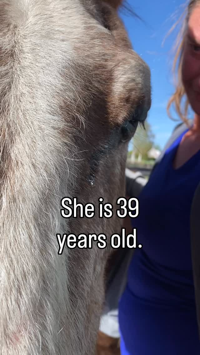 What does it mean to love horses? Not just for you, but for the horse?
It can be hard to navigate the horse-world and very confusing. Does a ridingschool or instructor know best? For who?
And what about the horses? Be brave! Ask all the questions! ❤️🙏