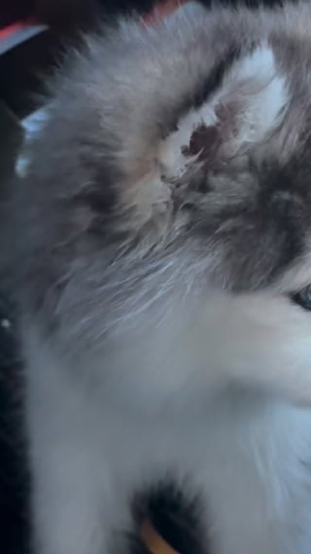 Homeward bound❤️#happypuppy#puppydog#pomskypuppy#puppies#puppylove