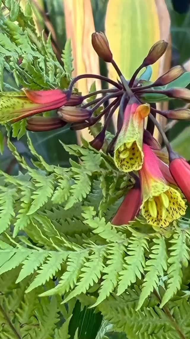 Bomarea multiflora