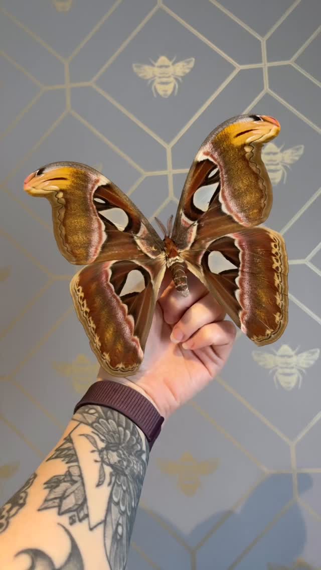 First Clip: Atlas Moth (Female)
#naturalhistory #entomologyart #entomologyforsale #taxidermyforsale #odditiesandcuriosities