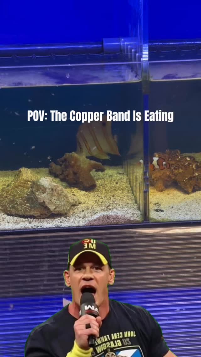One of the most dangerous things you can hear in a fish store:
“Yeah, the Copperband is eating.” 😭🐠
Open today from 11–6
Check out our stocklist: https://www.undertheseanc.com/retail-store #aquariumhobby #fishtank #plantedtank #reeftank #aquarium
