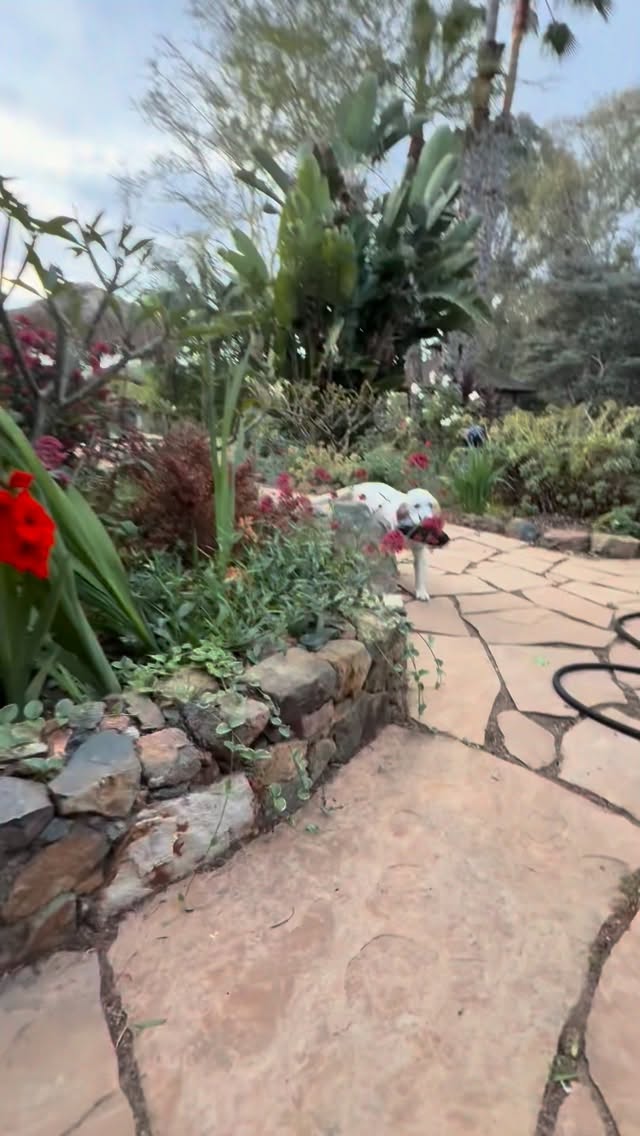 ChanTILLY Lace Snapdragon (a.k.a Tilly) every morning she steals my slippers and takes them for a little adventure.
This puppy is pure love.