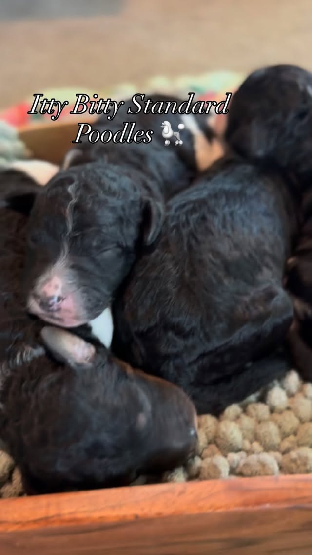 Happy sigh…. I’m just enjoying the babies over here ❤️❤️❤️😍
#standardpoodle #standardpoodlepuppy #poodlepuppies