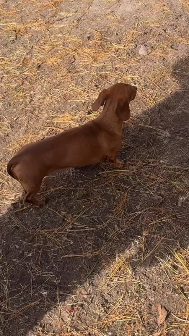 Impersonating Rosie, the mini dachsi.
I swear, Rosie is giving herself a heart attack one day.
She has these little outbursts that come out of nowhere and are directed at sweet nothings.
You do you and … I do you too 😁😂😁
Happy Friday everyone
#DogBoarding #HappyDogs #DogHotel #DogLovers PetResort