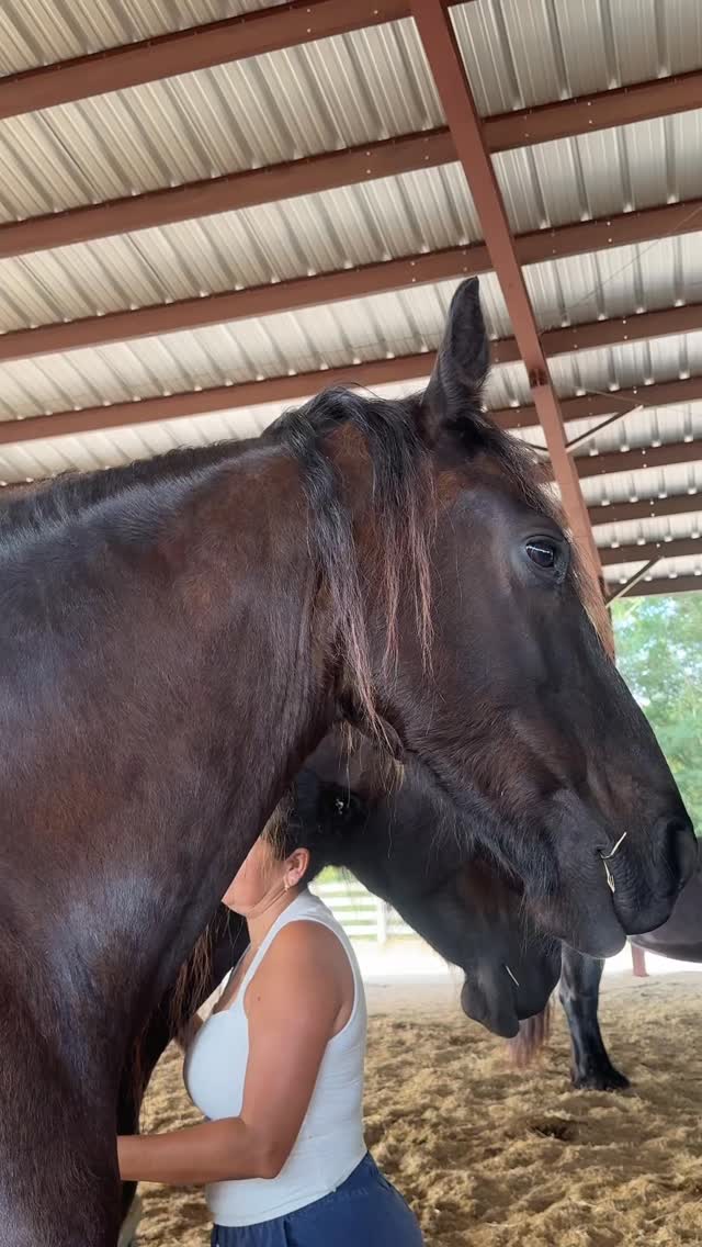 Sometimes healing looks like standing between two horses⦠and finally feeling safe.
#healing #ranchoreposo #thingstodoinocala #friesanhorse #experience