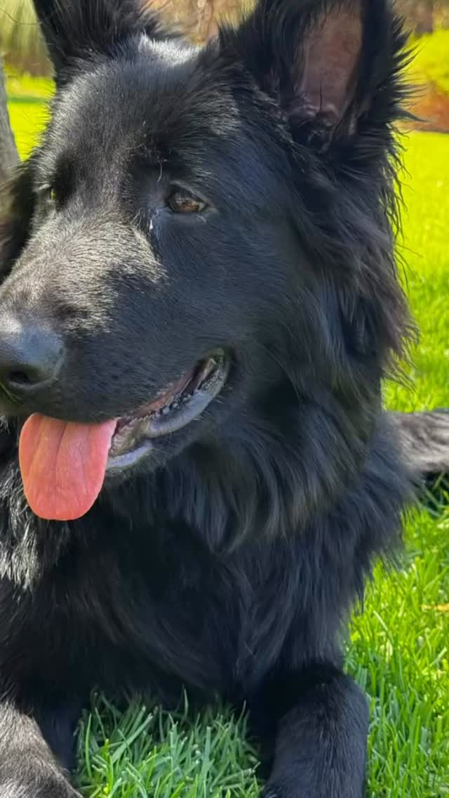 Beautiful girl 😍🖤 from the Bravo Litter living her best life in WA.