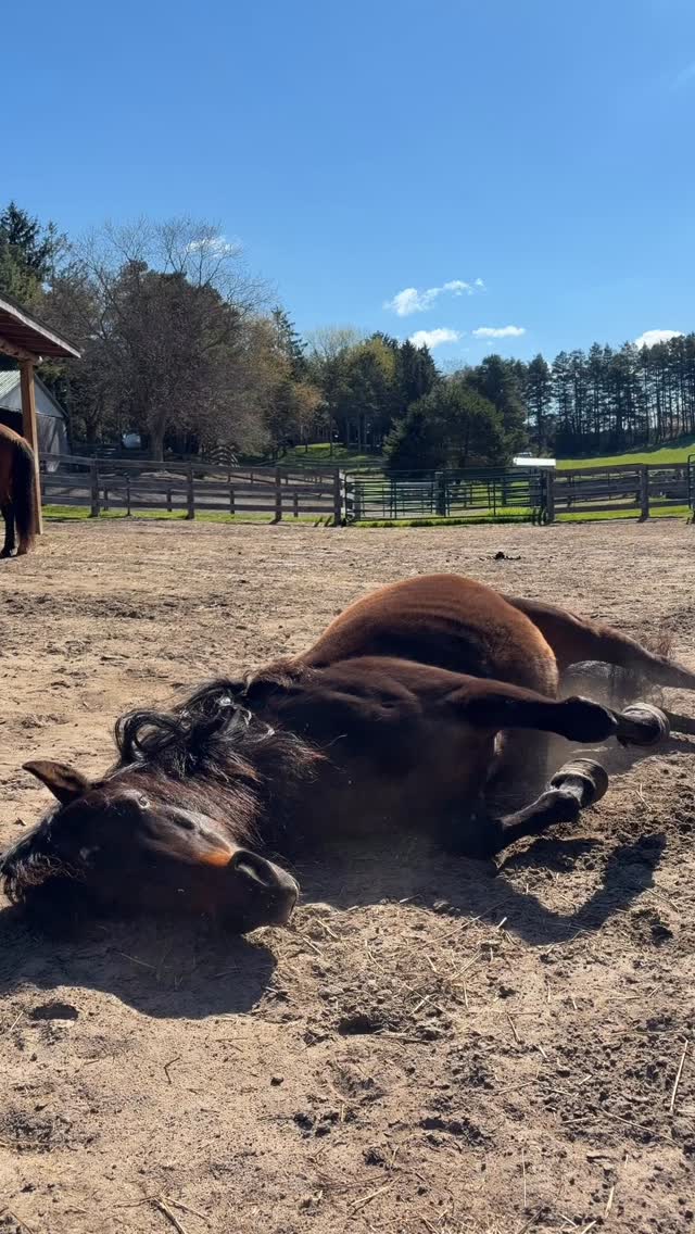 Rolling into the weekend like...
#horselife #happyhorse #horselovers #horsehealth #horses
