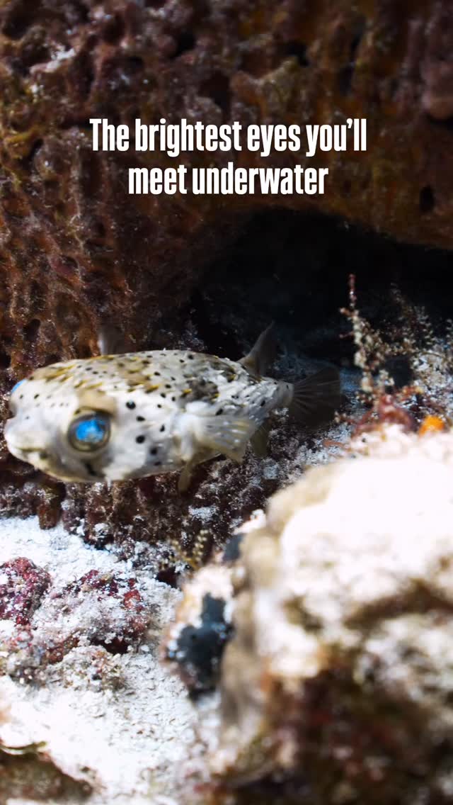 Not every reef encounter needs to be massive to be unforgettable 🐡✨
Porcupine puffers are known for their bright eyes, funny swimming style, and incredible defense mechanism: when threatened, they inflate their bodies to make their spikes stand out.
Honestly… they might be one of the cutest fish in the ocean.
Would you agree? 👀
#marinelife #aldoradivers #cozumel #scubadiving #cozumeldiving