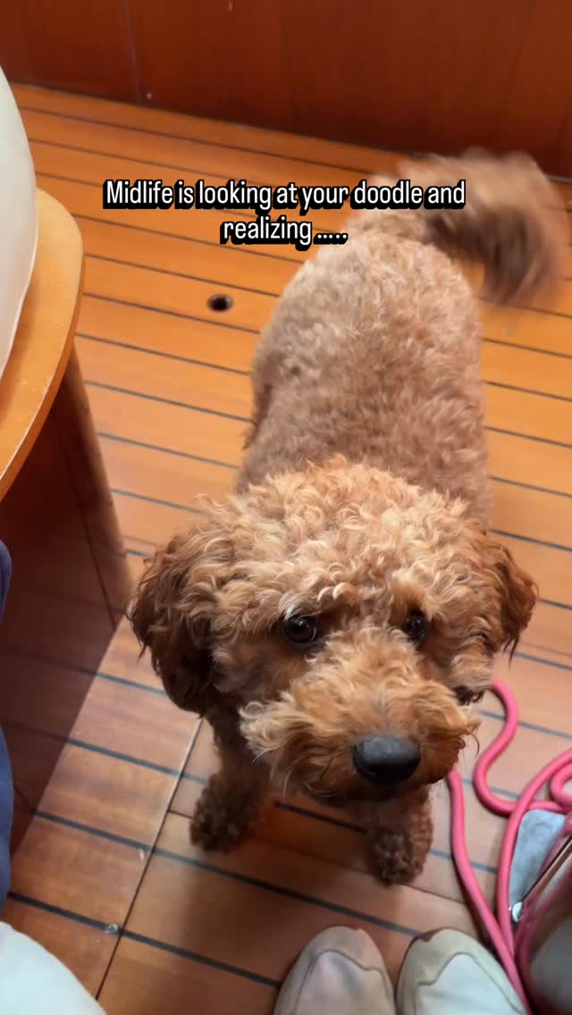 Comment “BECOMING” if midlife has you relating a little too hard to your dog wanting to go to bed at 6pm.
😬
Somewhere along the way, a lot of us became exhausted from performing, producing, overthinking, caregiving, and carrying everything for everyone.
Now we’re looking at our 🐶 thinking “Honestly? She’s making some excellent points.”🤷🏼♀️
midlife is simply an “unraveling “ … a wake up.
It’s finally becoming honest about what we need.
That’s a big part of why I created Becoming.
A workshop for women navigating identity shifts, exhaustion, purpose, faith, and this weird beautiful season of becoming yourself again.
And yes… pajamas are welcome. 🤗
#menopause #midlife #goldendoodle #midlifewomen #hrt