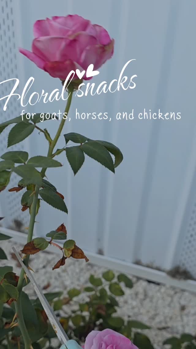 Great activity for kids! Find safe flowers wild, or in your garden, for healthy treats for the animals that kids can help make. #infinitehollow #animaltherapy #autism #adhd #goatsense