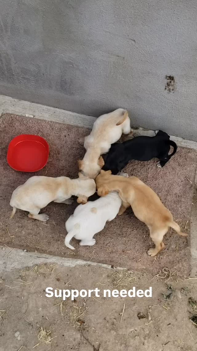 It's springtime, which means SO many abandoned puppies... You can hear the cars driving by as people go about their day. π₯²
We currently have 21 puppies rescued from the streets of Tijuana... Some are so young, they're still nursing on their mama (who we will sterilize when the pups are weened. ) 5 of our older puppies (not in this video) will be transported here soon.
WE REALLY NEED DONATIONS OF COSTCO PUPPY & ADULT KIBBLE ππΌ
With over 40 dogs currently in our Rescue, we are now purchasing over 350lbs of dry kibble every week to deliver to Mexico. Last week alone we spent $1,600.00 on Vaccines, Distemper, 3 & 4DX tests, De-Worming Medication & Antibiotics..
This week we need to purchase pee pads, flea/tick medication, more microchips, syringes, supplements, wet canned dog food and another 350 lbs of dog food.
Please consider helping our Rescue by donating a bag of Costco kibble or donating through our website: www.almarescue.org or our Venmo at: @ALMA-Rescue. No amount is too small.
#supportneeded #rescuefosteradoptrepeat #adoptdontshop #rescuepuppiesofinstagram #almarescue