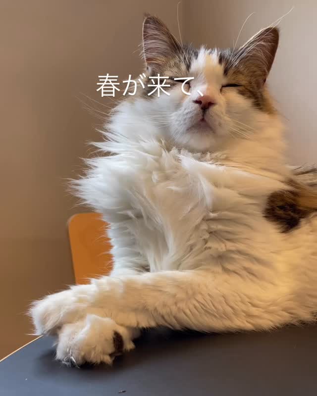 換毛期って大変よね。
リーダーはいつもスリッカー持って追いかけてるよ。
毛玉は嫌だもの。
のしのしくんは冬季と夏季でヘアースタイルの違うおしゃれさん。
#CAPPYTOYS
#キャピートイズ
#メインクーン
#猫のおもちゃのサブスクリプション