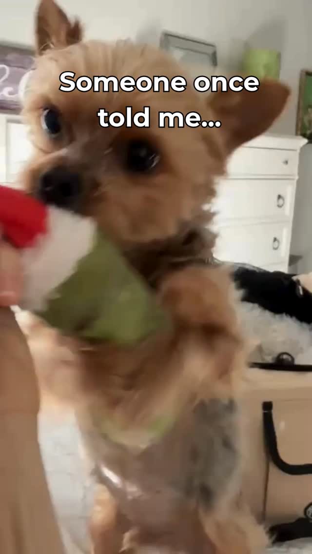 Somebody once told him life would be hard…
he chose ✨this✨ instead 😂🐾
Joshua is out here living proof that cuteness cancels responsibilities.
#yorkielife #dogsofinstagram #yorkielove #cutedogs #petsoffacebook