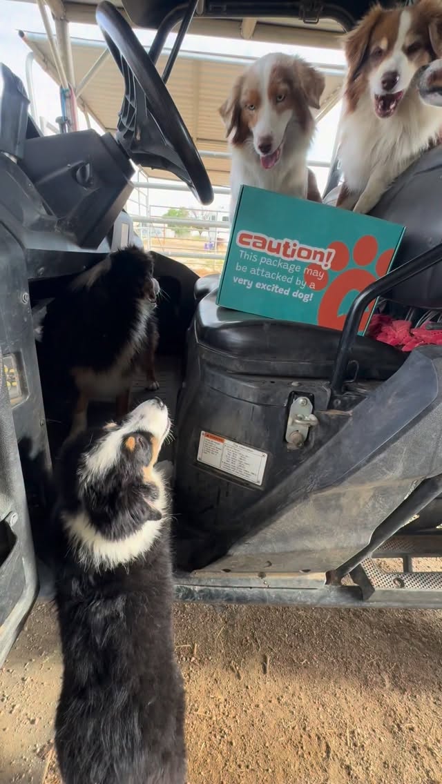 Always grateful when a package from Pawsome Ranch shows up at our door 🐾
Bully sticks are a household favorite—every single pup in the pack goes wild for them. Not only are they irresistible, but they’re also a great way to support healthy teeth and keep everyone happily occupied.
If your dog loves a good chew, you can grab these exceptional treats through the link in my bio!
#farmlife #dog #australianshepherd #dogs #dogsofinstagram