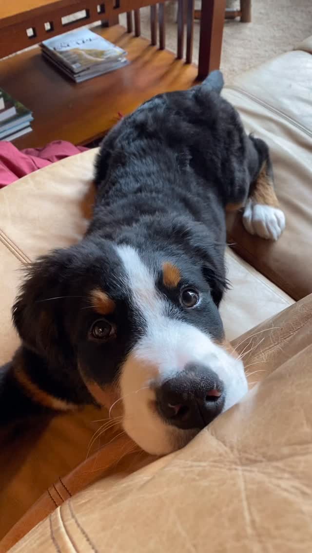 Happy Bertday! 🥳6️⃣🧁
The Swiss saying about Berners goes, “Three years a young dog, three years a good dog, three years an old dog, and the rest is a gift.” Bert is 6 and entering his old dog era, but he’ll always be Baby Bert Bert to us!
💙💙