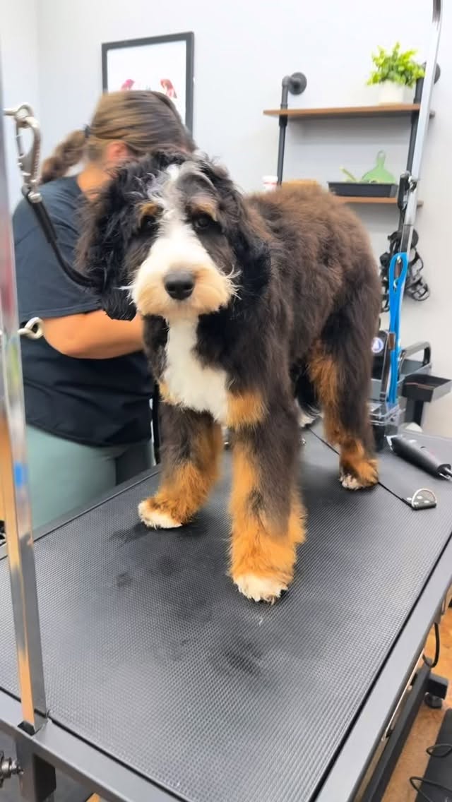 MR. TOAST got a thorough spa day today and a little photo shoot! #LKBernedoodles