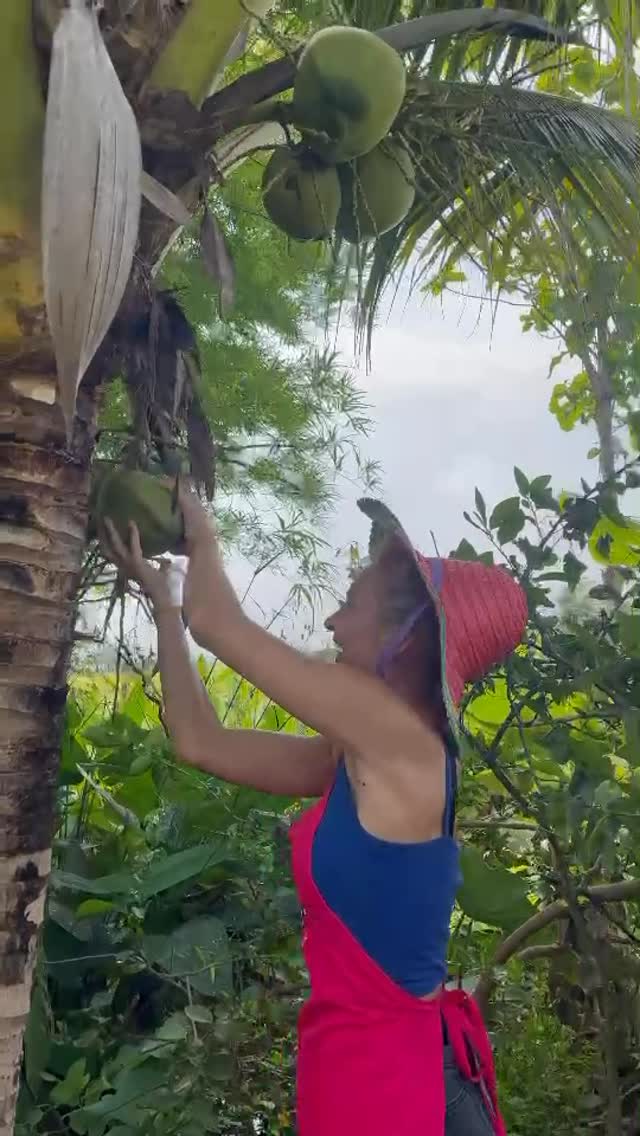 Fresh coconut water from our garden 🥥🌴
#chiangmai #cooking #thai #thaicookingcourse #activities