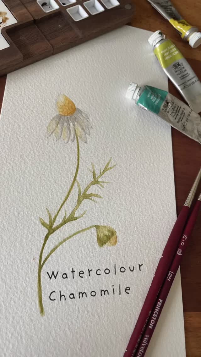 Watercolour Chamomile.
.
Each month, I create a āHerb of the Monthā card for my patrons - Juneās feature is chamomile. With its soft, sun-like blossoms and delicate apple-like fragrance, chamomile has long been cherished in traditional herbalism. Known for its calming and comforting nature, it has been used for centuries as a gentle, soothing ally for both body and mind. #paintingvideo #watercolourchamomile #ukartist #watercolourart #learningresources