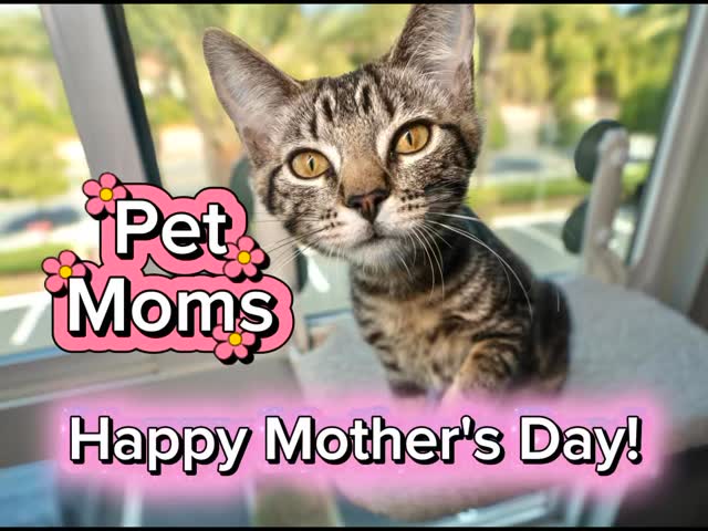 This is for all the pet moms out there! Whether youโre a dog mom, a cat mom, a goat mom or any-other-precious-pet mom, youโre awesome! Have a wonderful Motherโs Day, dear pet lovers! From Doggie's Groom Mobile and Marilou's Method! Dog lovers, follow @marilousmethod for Pet Lovers Who Mean Business! #petlover #dogmom #catmom #petparent