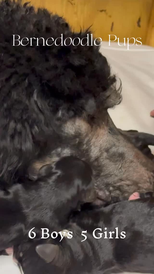 We couldn’t be more proud of our new Mama, Rosabelle (Lido x Silvergirl) & Dexter’s new arrivals! 6 boys 💙 and 5 girls 🩷 @elevatedstandardsnc
