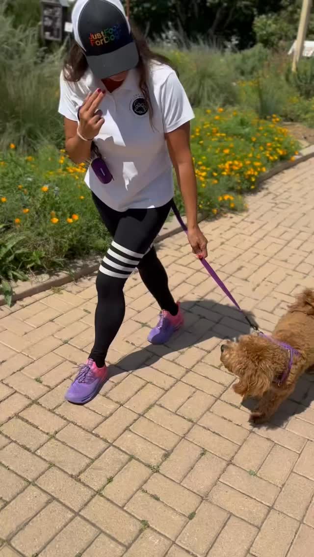 Charlie’s Training Day! 🐾✨
Training a puppy is all about building a solid foundation. Today, 8-month-old Charlie the Cavapoo is working on three essential skills:
1. Leash Manners: Mastering that perfect walk. 🚶♂️🐕
2. Impulse Control: Using the “Elevator Method” to teach patience—only when he stays calm does the water (the ultimate reward!) come down. 💧↕️
3. Brain Work: Ending the session with an Enrichment Sensory Game! The Egg Carton “Find It” game is the perfect way to burn off mental energy. 🥚🧠
Consistency is key! How are you working with your pup today?
#PuppyTraining #CavapooLife #LeashManners #DogEnrichment #SMPPaws DogTrainingTips