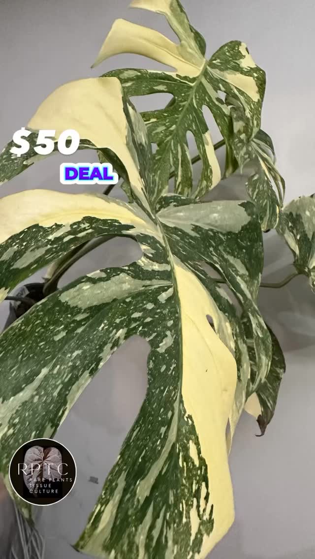 🪴 50 DAYS OF RARE AROIDS AT $50 EACH 🪴
Coming soon:
🍀 For just 24 hours, one aroid plant will be $50
☘️ This will follow for 50 different aroids across 50 days
☘️ For many of these plants, we will be underpricing them
For 50 days, rare plants will be on sale for just $50 each.
Your wishlist plants — finally within reach.
Whether it’s a stunning Monstera or a rare Philodendron, these beauties are priced to fly. 🚀 Make sure to set your alerts and turn on post notifications. The sale only lasts for purchases made within the 24 hour period, make sure to get in there ASAP!
‼️ If there’s a plant you’d like for us to include in these sales, comment below and we may just make that wish come true 👀
#wishlist #rarearoids #rareplantstissueculture #wishlistplant #thankyousale