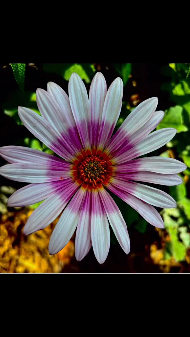 The African Daisy Osteospermum