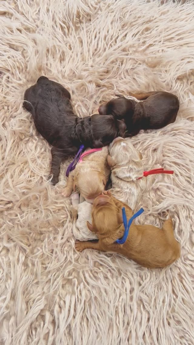 Fern’s Botanical Litter has arrived. 🌿
Yesterday, Fern welcomed her beautiful puppies into the world, and we are so thankful for a smooth delivery and healthy little babies. Mom is resting well and already proving to be incredibly nurturing and attentive with her newborns.
There is something special about these first moments — tiny squeaks, sleepy snuggles, and the beginning of new stories and future best friends. Puppies may be small, but they have a way of bringing comfort, joy, and healing into the lives of the families who love them.
Over the coming weeks, we’ll be sharing updates as these little ones grow, develop their personalities, and begin their journey with us.
Welcome to the world, little botanicals. 🌱