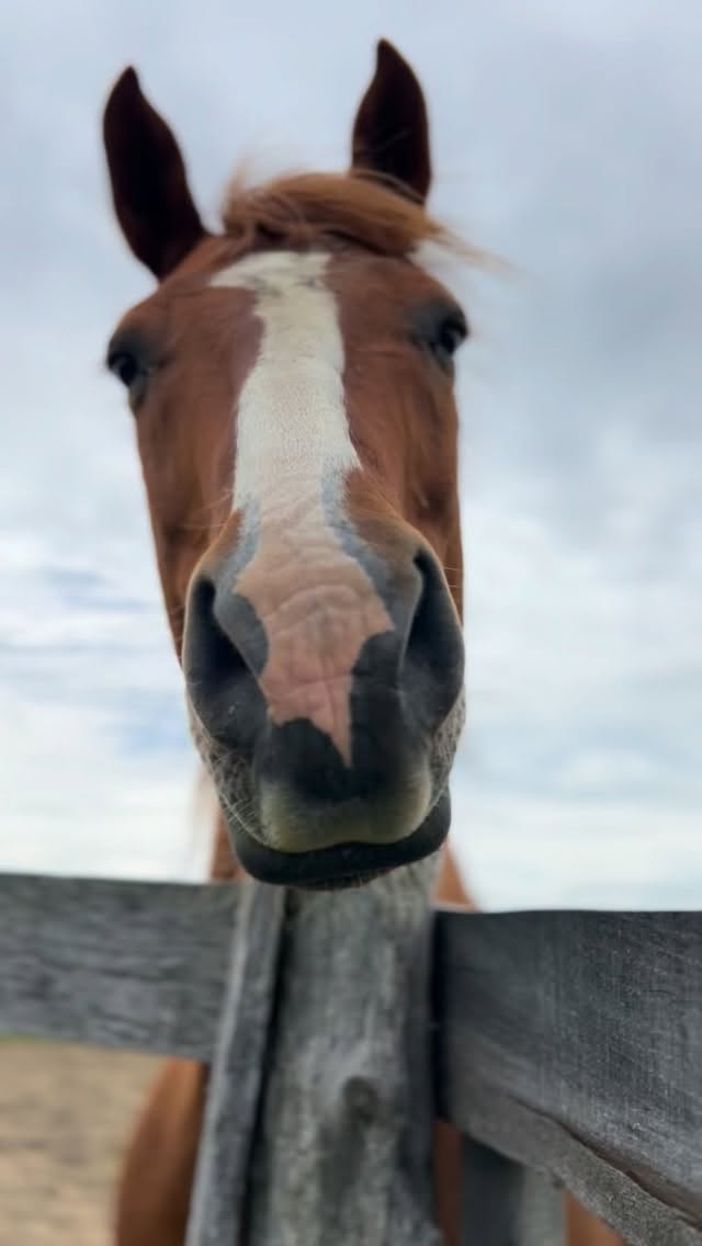 We have some incredible former Musical Ride horses on team Tuff, itโs true. BUT! Bubba would like to remind you about the handsome chestnut boys on the roster as well! ๐งก๐ฆโจ
Bubba is the homebred baby of Tuff - he was literally born for this job. Bubba is goofy and charming and always spends as much time snuggling with his riders as he can get away with! He is exceptionally kind and sweet and wrinkles up his nose like a bunny when heโs happy! Bubba is super sensitive and tunes in deeply to his rider, looking to them to reassure him and be in control, so heโs very good at bringing out confidence and leadership skills.
Stay tuned for more about our wonderful team of Tuff unicorns ๐
#tufftherapeuticridingfoundation #therapeuticriding #therapeuticridingprogram #therapyhorse #tuffhorses
