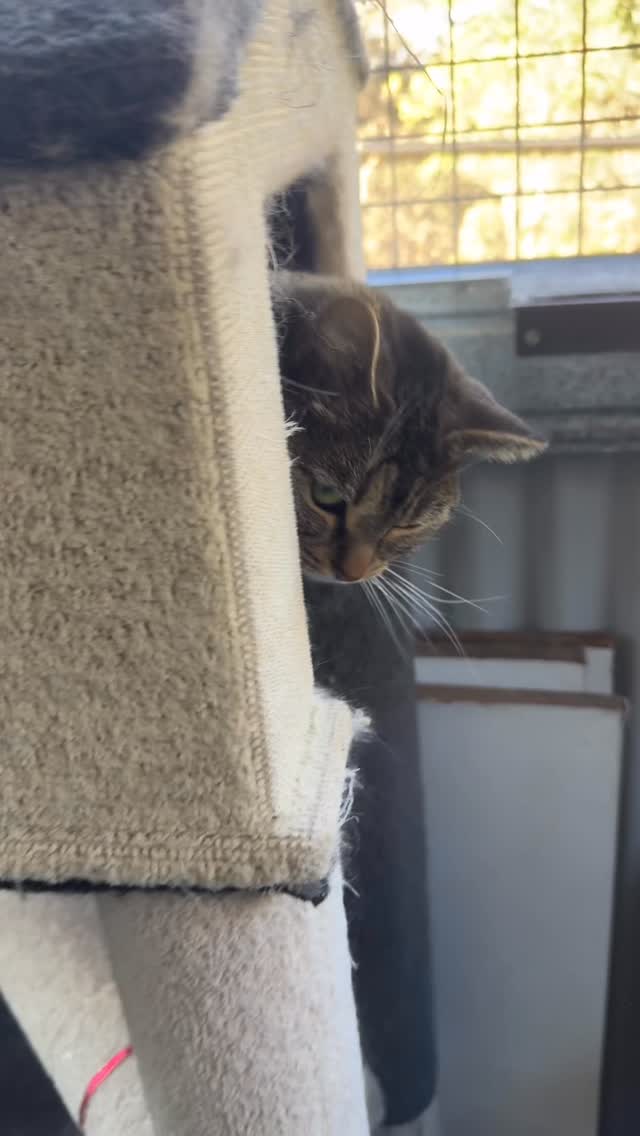 Mooshka doesn’t want to go back in her suite… She just loves outside time on the balcony.
#CatBoarding #Cattery #PetResort #CatLovers #CatHotel