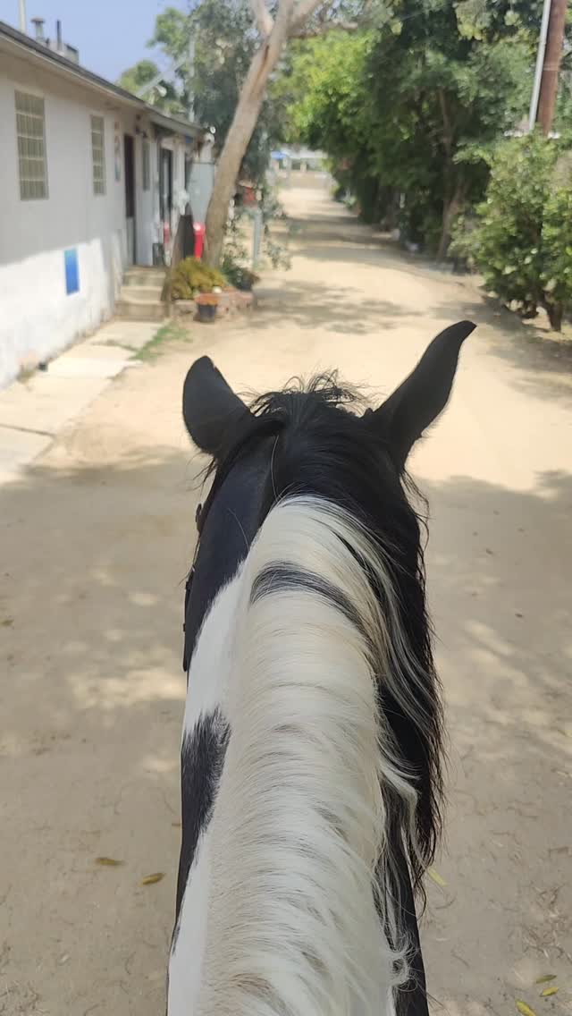 Nice amble around the ranch on Tito