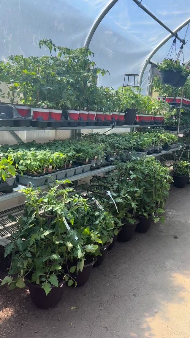 Our greenhouse is open and bustling with life from our first shipment with more to come! From happy plants to busy pollinators, this is the place to be in the sunny weather! Stop by soon! ☀️
.
#edmonton #yeg #apacheseeds #yeglocalbusiness #yeghorticulture